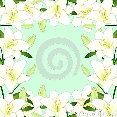 Lilium candidum, the Madonna lily or White Lily Border on Green Mint Background. Vector Illustration Vector Illustration