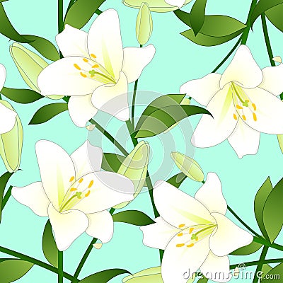 Lilium candidum, the Madonna lily or White Lily on Green Mint Background. Vector Illustration