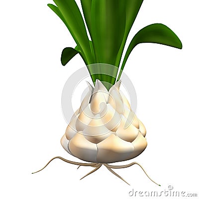 Lilium candidum Stock Photo