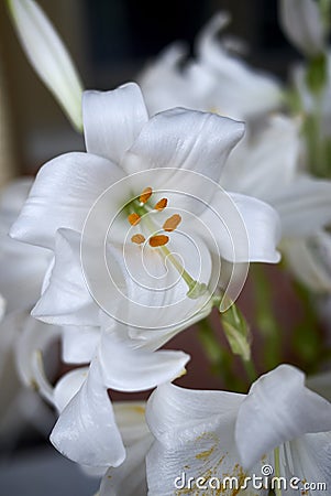 Lilium candidum white flower Stock Photo
