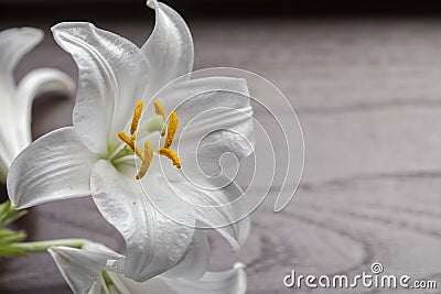 Lilium candidum white flower, on a table. Copy space.. Stock Photo