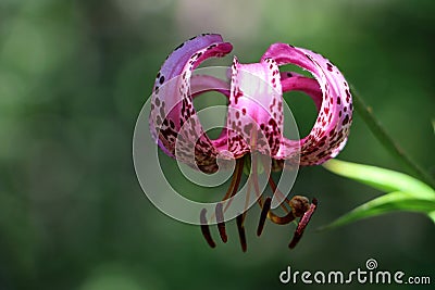 Lilium cernuum captured in Norway Stock Photo