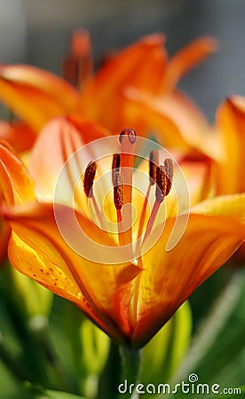 Lilium flower Stock Photo