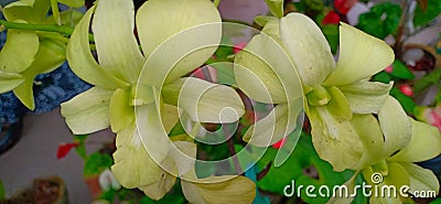 Lilium flower of sri lanka Stock Photo