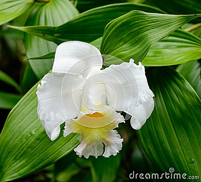 Lilium longiflorum flower at the park in Singapore Stock Photo