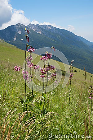 Lilium martagon in mountain landscape monte baldo, italy Stock Photo