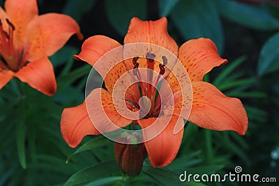 Lilium orange pixie Stock Photo