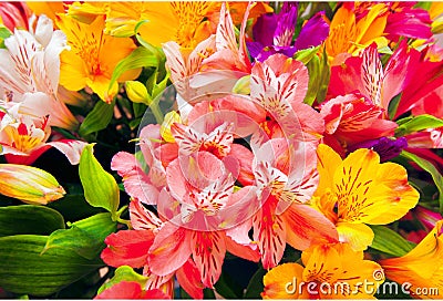 Lilium orientale Almeria. Stock Photo