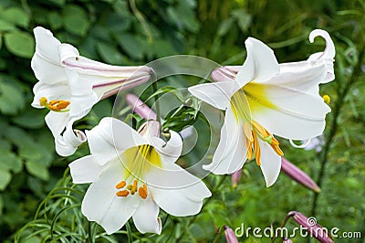 Lilium regale regal lily Stock Photo