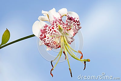 Lilium speciosum var. gloriosoides Stock Photo