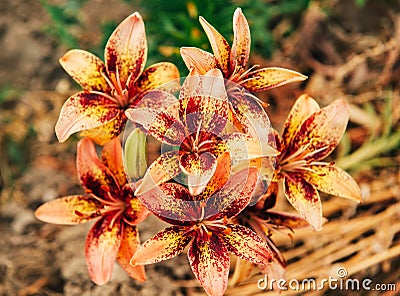 Lilium Sunny Morning flower Stock Photo