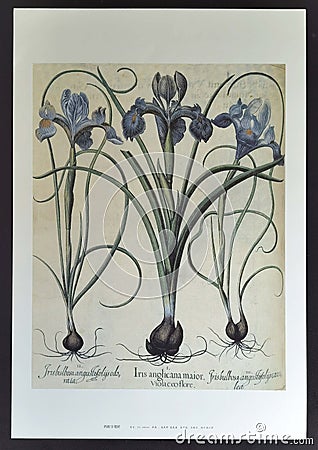 Lilium Superbum Ornithogalum Caudatum Flowering Bulb Vintage Plants Herbs Floral Print Antiquity Lithograph Arts Stock Photo