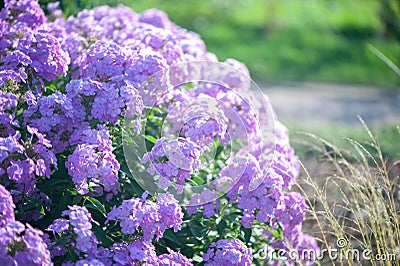 Lillac phlox macro. Pink flowers. Summer background. Flower Pattern Stock Photo