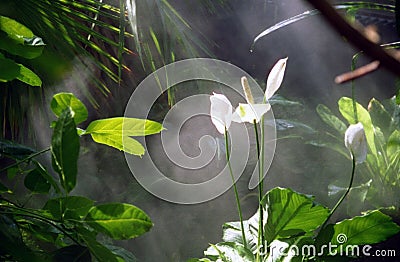 Lillies in Rain Forest Stock Photo