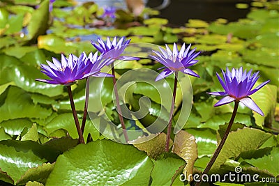 Lillies - Botanic gardens in Singapore Stock Photo