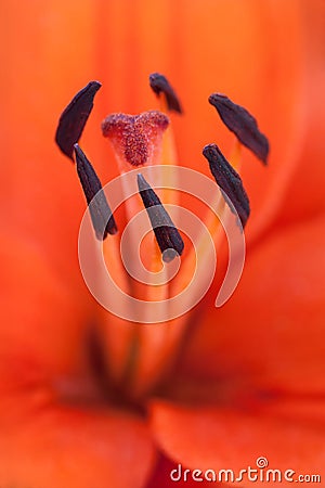 Lillium Stock Photo