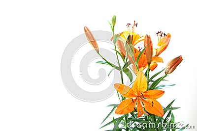 Lilly Stock Photo