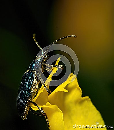 Lilly beetle Stock Photo