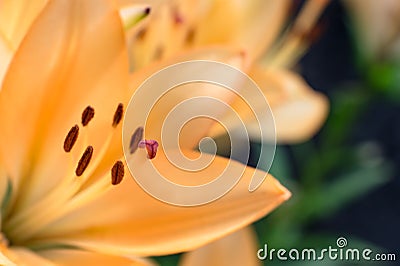 Lilly flower closeup with yellow petals, stamens and pistil in the field of sharpness Stock Photo