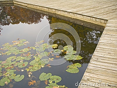 Lilly Pads Stock Photo