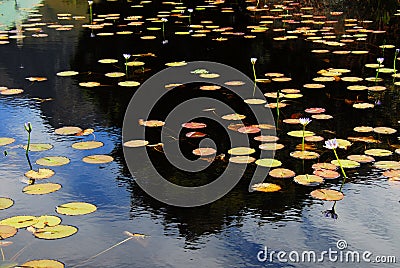 Africa- Harold Porter Park- Beautiful Reflections in a Lily Pond in South Africa Stock Photo