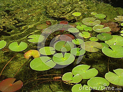 Lilly pads in a garden pond Stock Photo