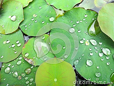 Lilly Pads Glistening With Water Stock Photo