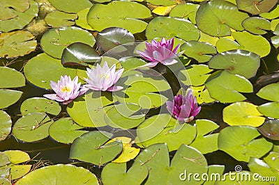 Lilly pads and lotus flowers at The Gardens and Villa Ephrussi de Rothschild, Saint-Jean-Cap-Ferrat, France Stock Photo