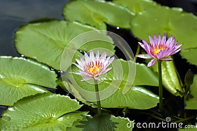 Lilly Pads and Pink Flowers Stock Photo