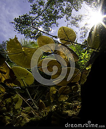 Lilly pads with sun in cenote Stock Photo