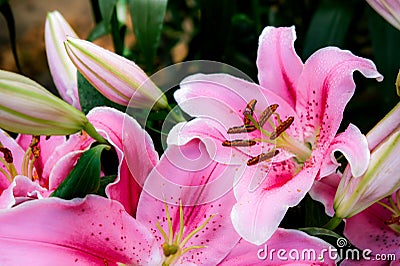 Lilly pink flowers in the garden romatic flowers colorful , pollen flower Stock Photo