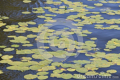 Lilly pond in a still river. Stock Photo