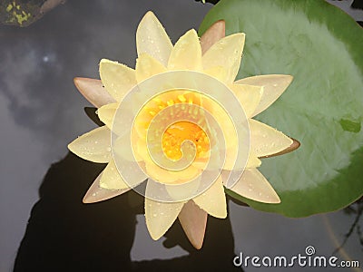 lilly water flower ,lotus Stock Photo