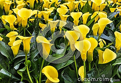 Lilly yellow flowers in Holland, Netherlands Stock Photo