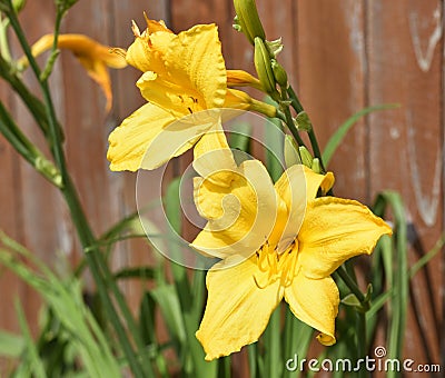 Lilly, yellow petals, perennials, multiple heads Stock Photo