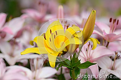 Lilly yellow Stock Photo