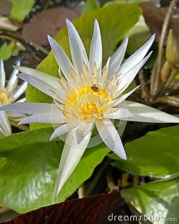 Lilly yellow white mud Stock Photo