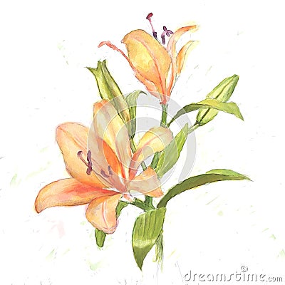 Lily Stock Photo