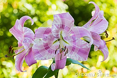 Lily affected by variegation virus. Lily OT-hybrid Stock Photo