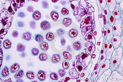 Lily Anther Sporogenous under the microscopic for education. Stock Photo