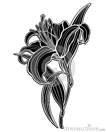 Lily. Black silhouette of a large lily flower with leaves and stalk - vector illustration. Lily - Inverted black and white picture Vector Illustration