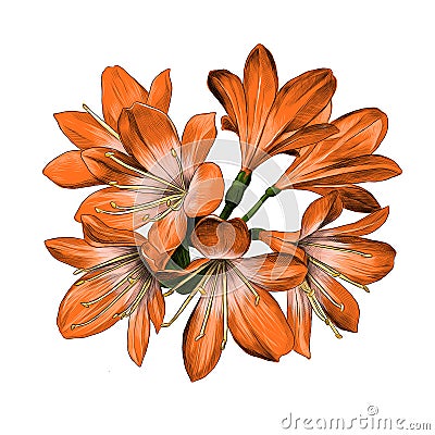Lily bouquet sketch vector graphics Vector Illustration