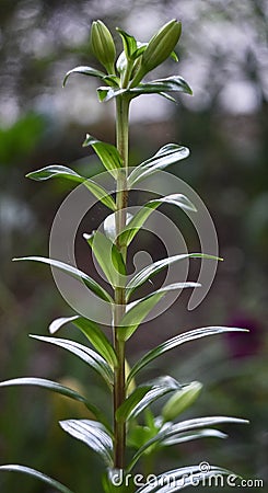 Lily bud, modern lily background, lily background screensaver Stock Photo