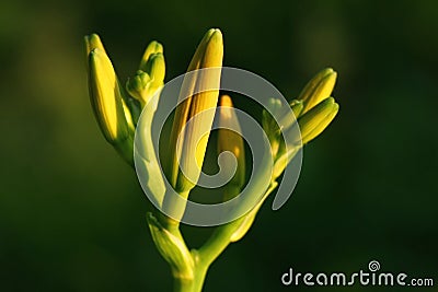 Lily buds Stock Photo
