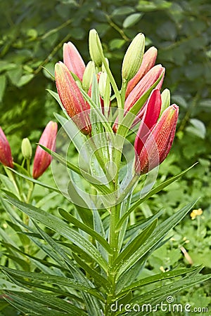 Lily buds opened on flower bed Stock Photo