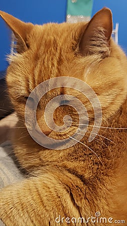 Lily cat 12 year old orange tabby Stock Photo
