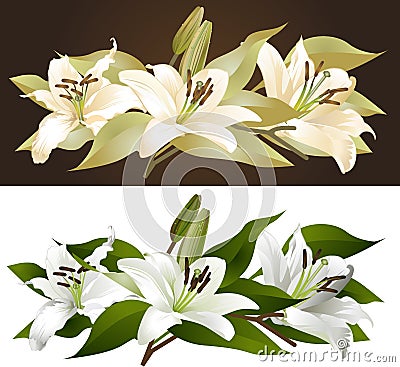 Lily florals Vector Illustration