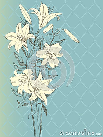 Lily flower Vector Illustration