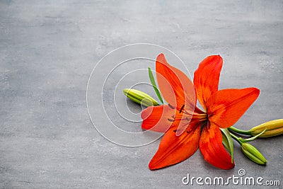 Lily flower with buds on a gray background. Stock Photo