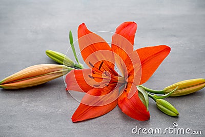 Lily flower with buds on a gray background. Stock Photo